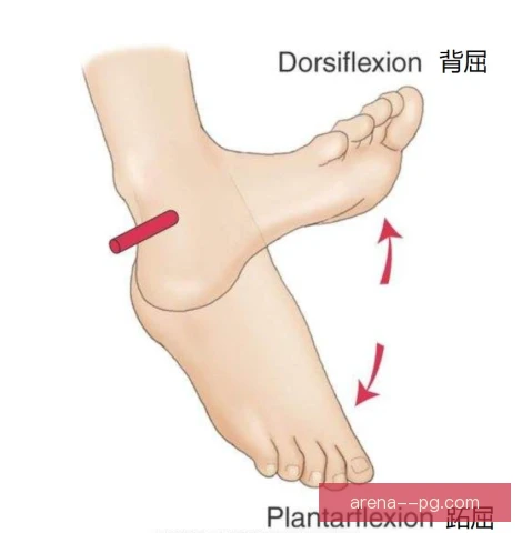 马拉松踝关节刚性受关注，跑姿与伤病风险相关